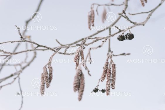 Frosty alder tree branch closeup