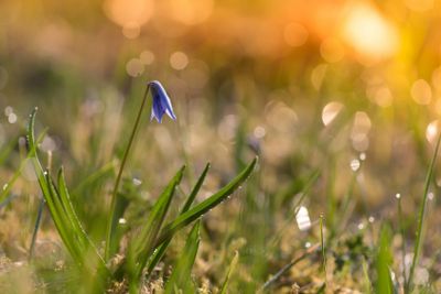 Scilla i morgonens solljus med dagdroppar