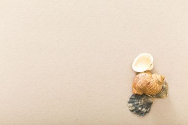 Natural sea shells arranged on a beige background ready...