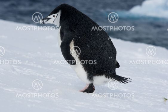 Escaping Penguin.
