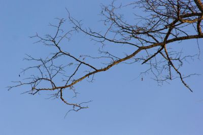 plant, bloom, blossom, environment, ambience, ambient,...