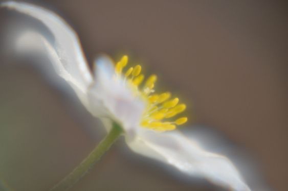 Puun Anemone