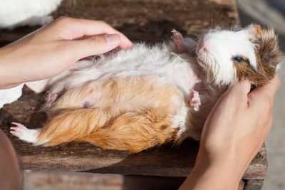 selective focus on white, black, orange brown guinea pig...