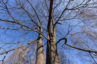 leafless deciduous trees in the spring season