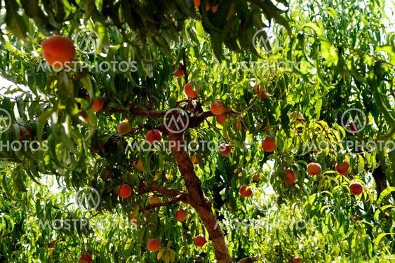 Peaches On A Tree