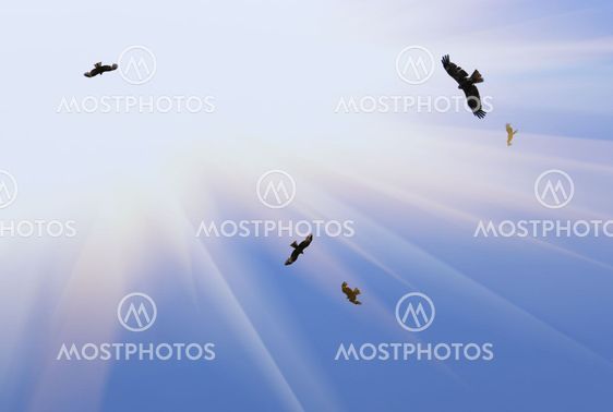 eagles flying