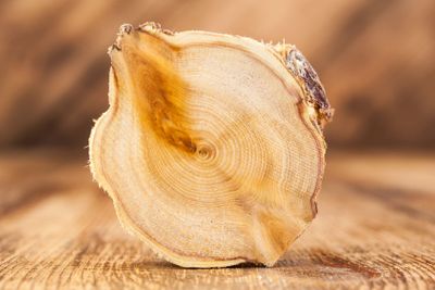 Texture of cross section juniper wood. Pattern of tree...