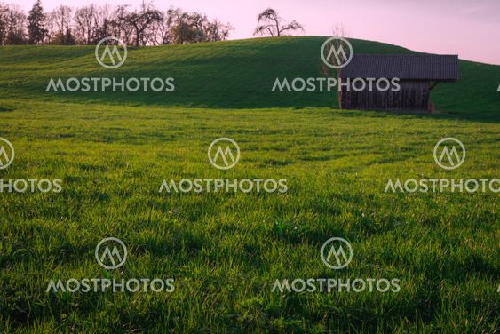 Green grass meadow in the evening sunlight