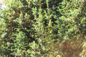 Beautiful green ornamental juniper tree in the sunlight,...