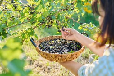 Harvesting picking ripe blackcurrants in summer garden