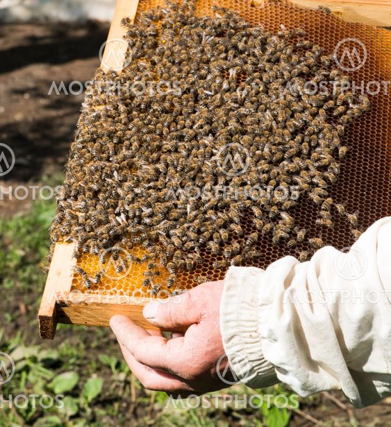 Close up honeycombs