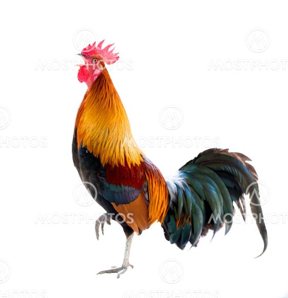 rooster isolated