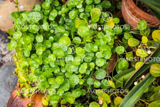 Green leaves wall background