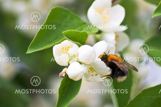 Flowers with bumblebee