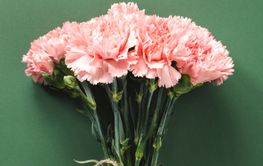 Bouquet of pink carnations flower on green background.