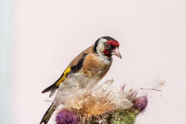 European goldfinch, feeding on the seeds of thistles....
