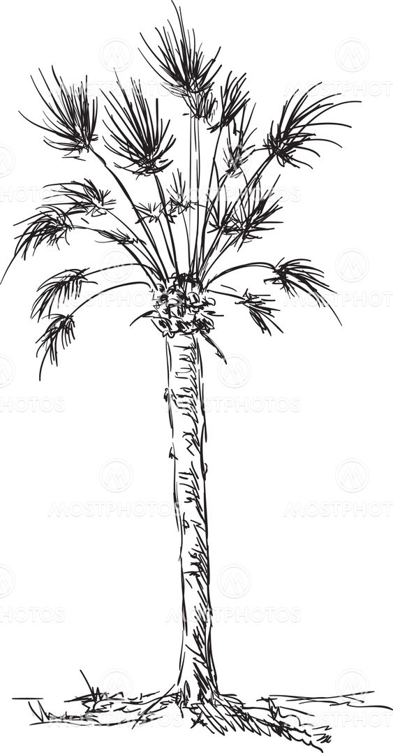 big palm isolated