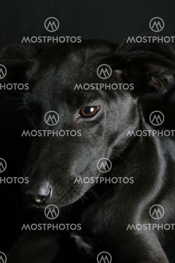 Sekoitettu rodun Puppy
