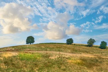 Trees, grass field and nature with cloudy blue sky on...