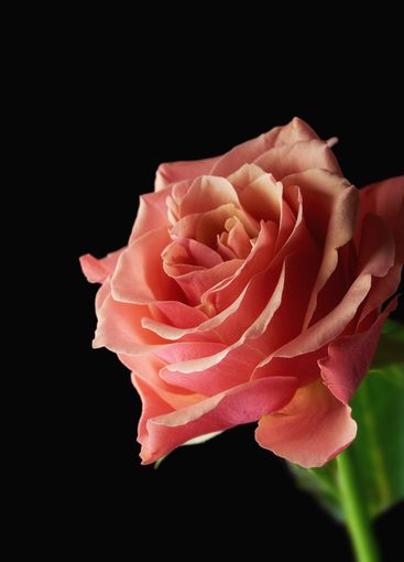 Black background, pink roses and flowers for valentines...