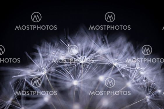 Dandelion seeds macro
