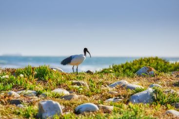 Landscape, plants and beach with bird for nature,...