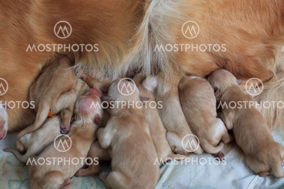 grupp av första dag golden retriever valpar naturliga shot