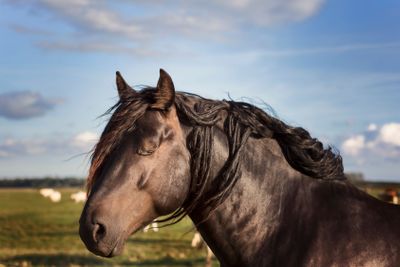 Horses at Revinge Skane Sweden