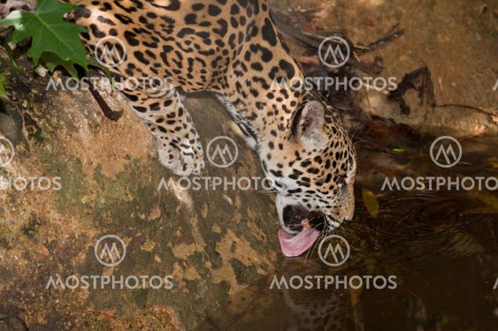 Jaguar Drinking from Pond