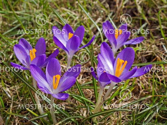 Crocus