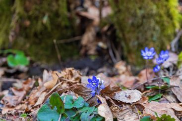 Hepatica flowers in bloom at early spring