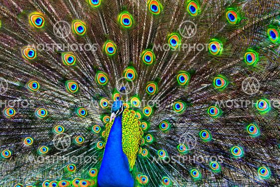 Blue Peacock