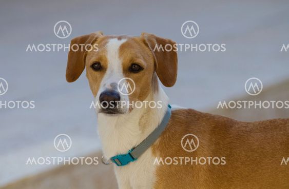 Alert dog wearing a collar