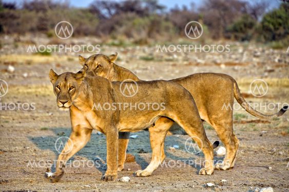 two lioness in etosha national park namibia