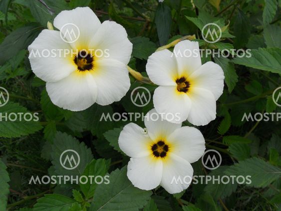 white in the morning