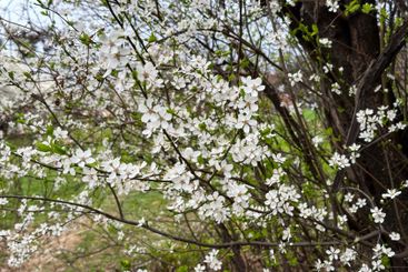 White blossoms covering tree branches in a spring season...