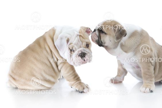 Cute english bulldog puppies isolated