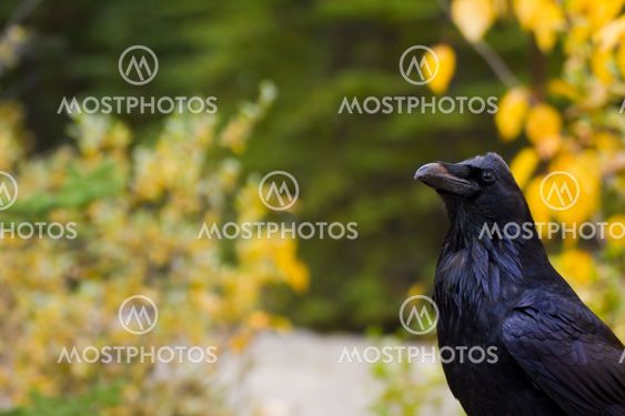 Raven