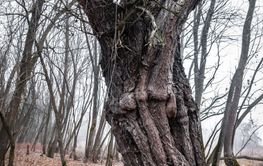 Poplar trees in the winter period of the year.