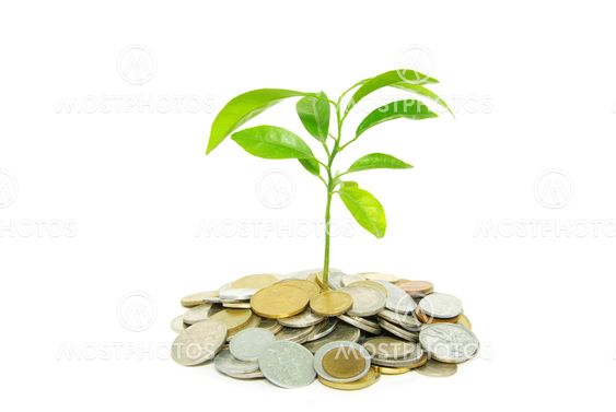 plant in coins