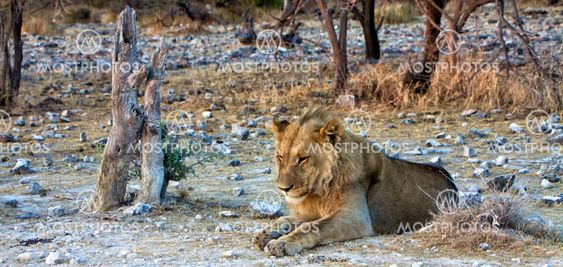 young lion sleeping at etosha national park namibia