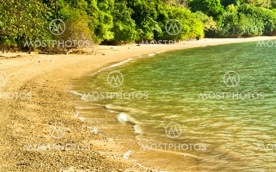 Trees along the beach.