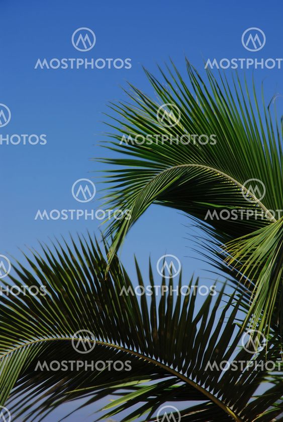 Palm Tree Leaves