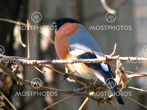 Bulfinch