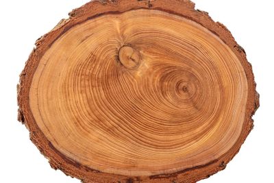 wood slice cross section rings of tree, Juniper texture,...