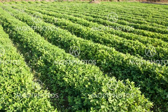 rows of peanut plants