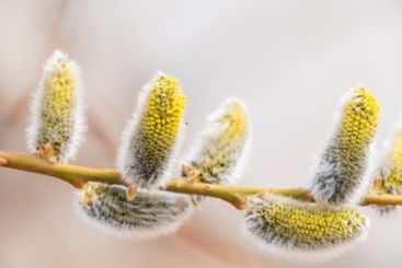 Nature awakes in spring. Blooming willow twigs and furry...