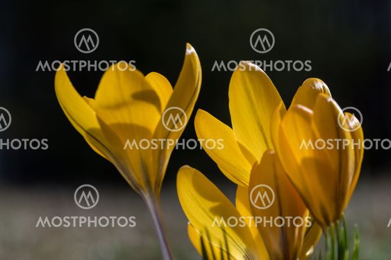 Yellow crocus closeup
