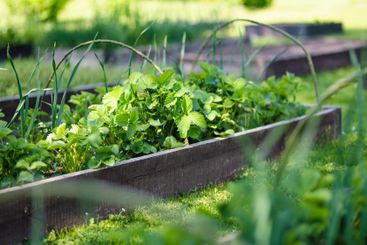 Cultivating strawberries in summer season. Growing own...