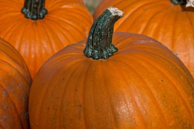 Pumkins in Osterlen Skane Sweden